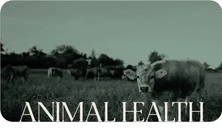 BGI ANIMAL HEALTH